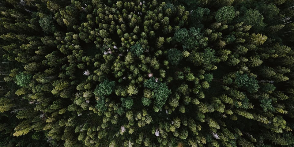 Green-forest-captured-from-above